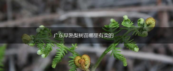 广东早熟梨树苗哪里有卖的,第1张