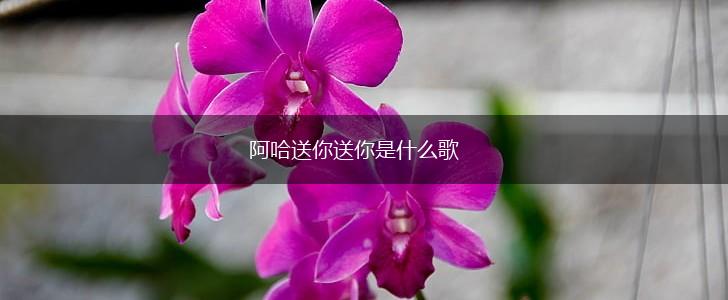 阿哈送你送你是什么歌,第1张
