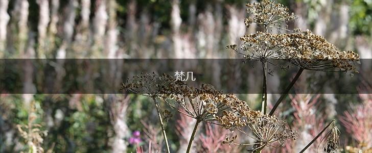 梵几,第1张