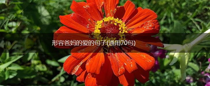 形容爸妈的爱的句子(通用70句),第1张