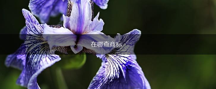 在哪查商标,第1张