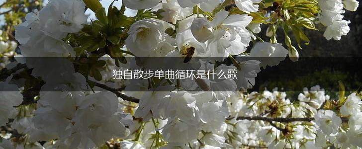 独自散步单曲循环是什么歌,第1张