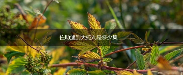 佐助遇到大蛇丸是多少集,第1张