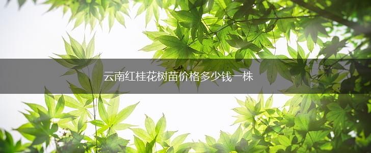 云南红桂花树苗价格多少钱一株,第1张