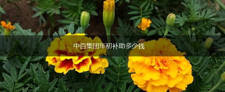 中百集团年初补助多少钱,第1张