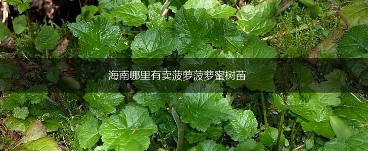 海南哪里有卖菠萝菠萝蜜树苗,第1张