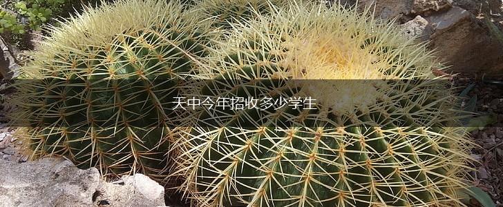 天中今年招收多少学生,第1张