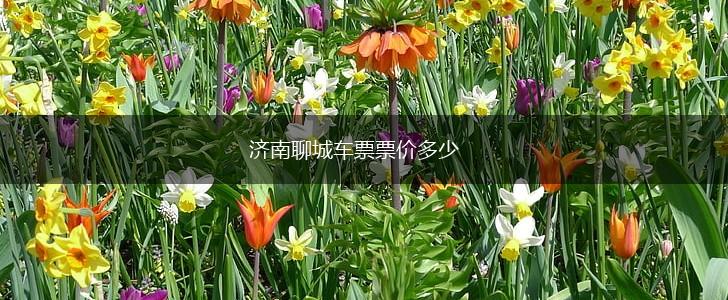 济南聊城车票票价多少,第1张