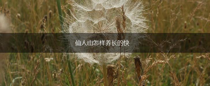 仙人山怎样养长的快,第1张