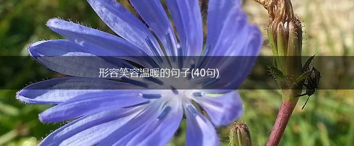 形容笑容温暖的句子(40句),第1张