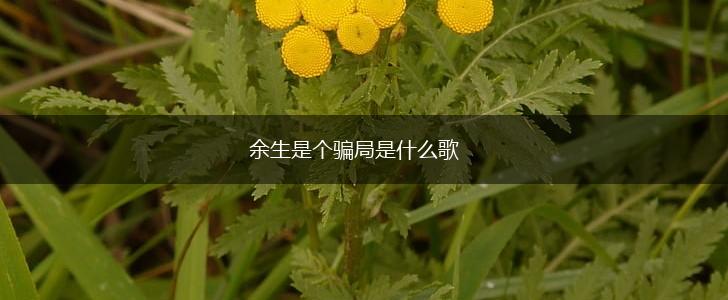 余生是个骗局是什么歌,第1张