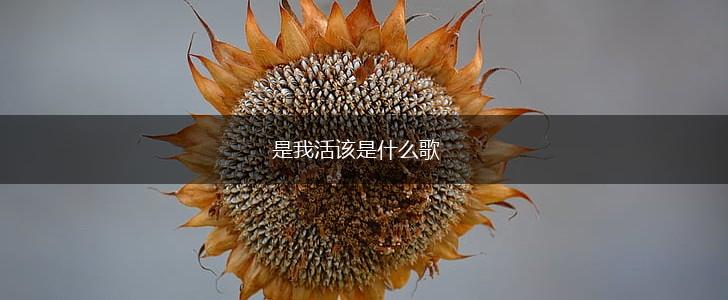 是我活该是什么歌,第1张