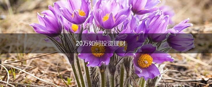 20万如何投资理财,第1张