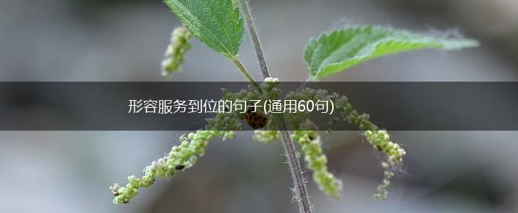 形容服务到位的句子(通用60句),第1张