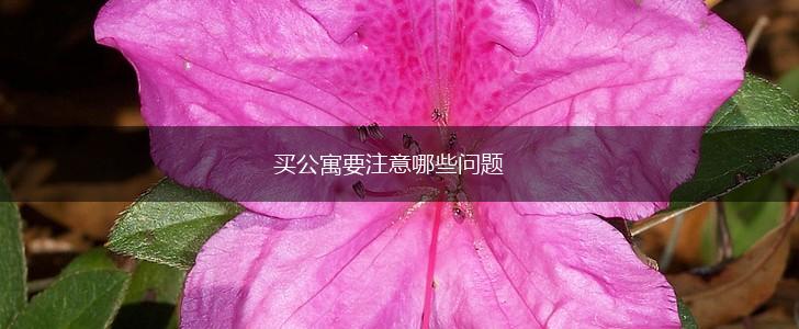 买公寓要注意哪些问题,第1张