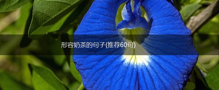 形容奶茶的句子(推荐60句),第1张