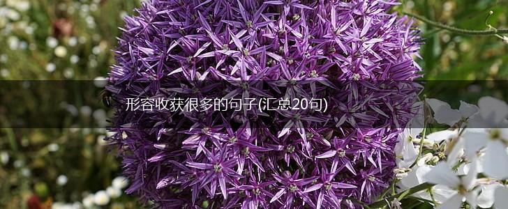形容收获很多的句子(汇总20句),第1张