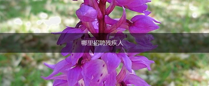 哪里招聘残疾人,第1张