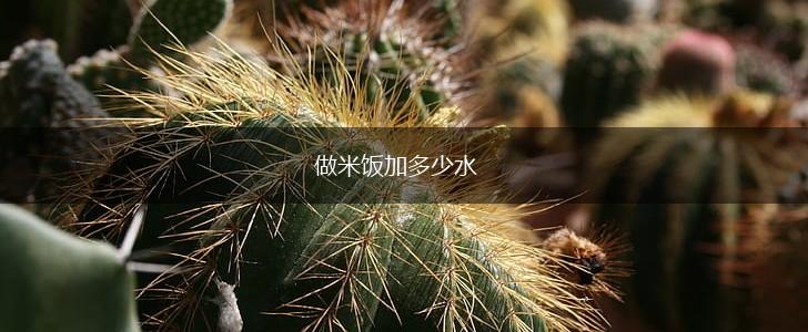 做米饭加多少水,第1张