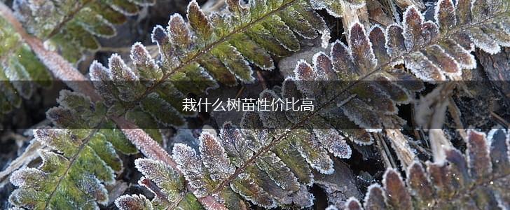 栽什么树苗性价比高,第1张