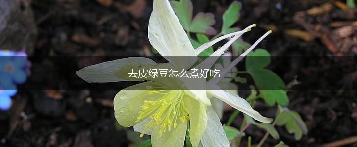 去皮绿豆怎么煮好吃,第1张