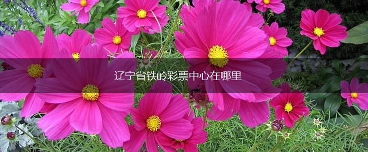 辽宁省铁岭彩票中心在哪里,第1张