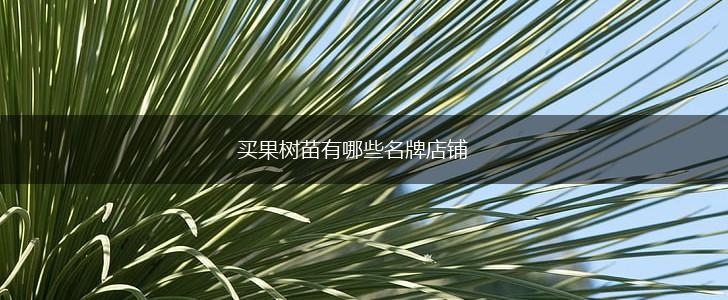 买果树苗有哪些名牌店铺,第1张