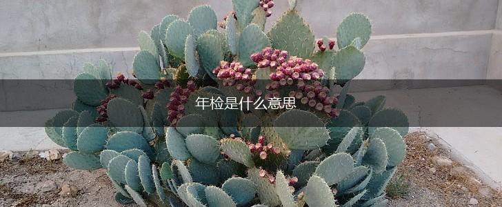 年检是什么意思,第1张