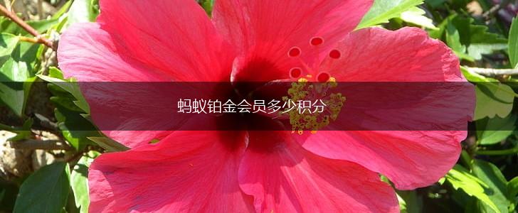 蚂蚁铂金会员多少积分,第1张