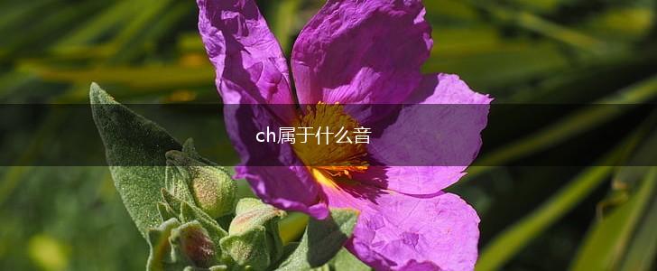 ch属于什么音,第1张