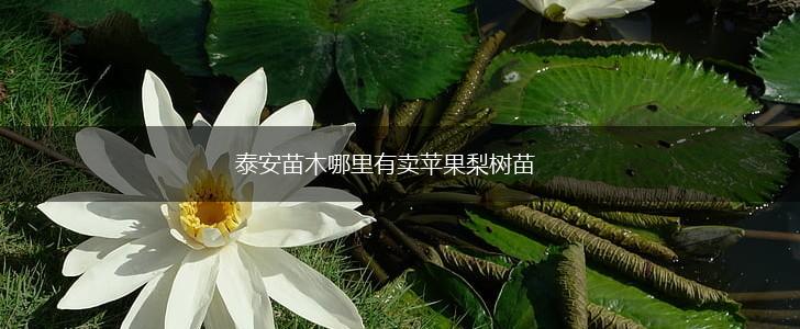 泰安苗木哪里有卖苹果梨树苗,第1张