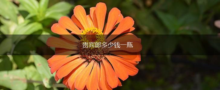 贵宾郎多少钱一瓶,第1张