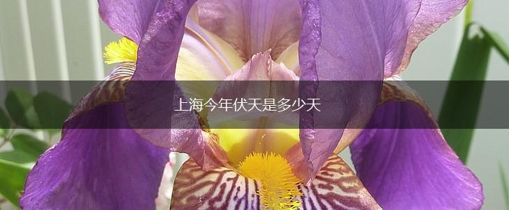 上海今年伏天是多少天,第1张