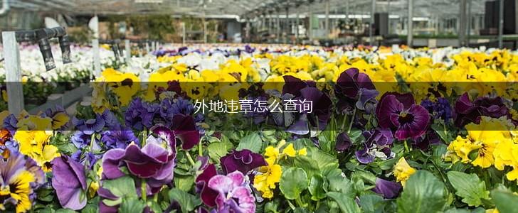 外地违章怎么查询,第1张