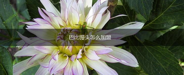巴比馒头怎么加盟,第1张