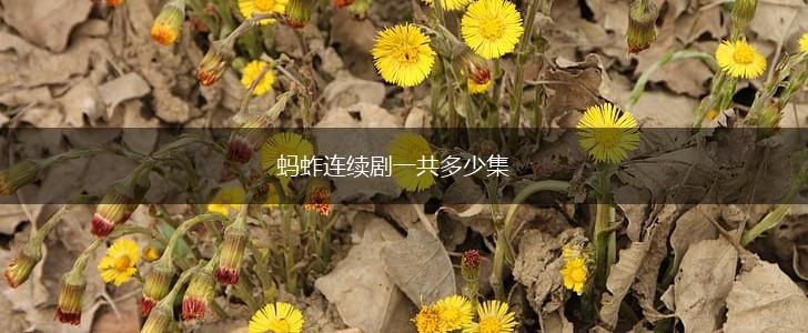 蚂蚱连续剧一共多少集,第1张