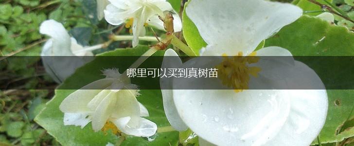 哪里可以买到真树苗,第1张