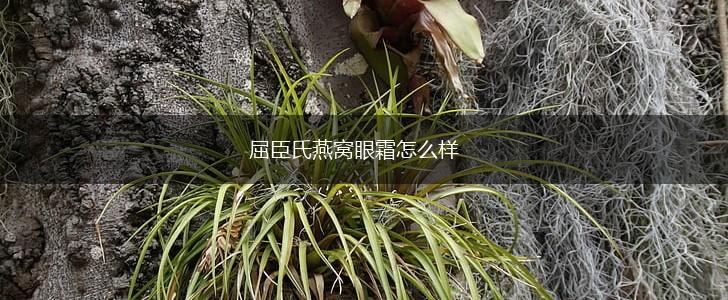 屈臣氏燕窝眼霜怎么样,第1张