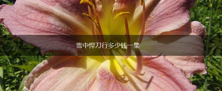 雪中悍刀行多少钱一集,第1张
