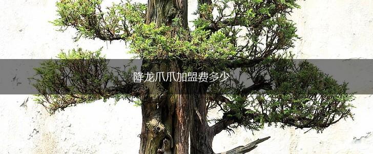 降龙爪爪加盟费多少,第1张