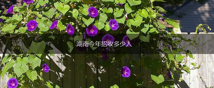 湖南今年招收多少人,第1张