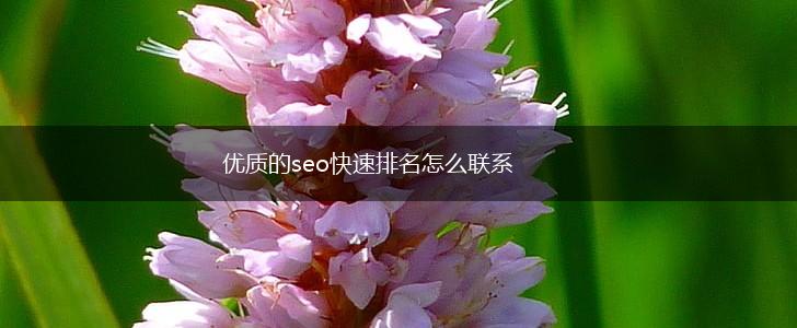 优质的seo快速排名怎么联系,第1张