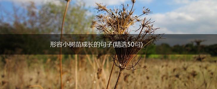 形容小树苗成长的句子(精选50句),第1张