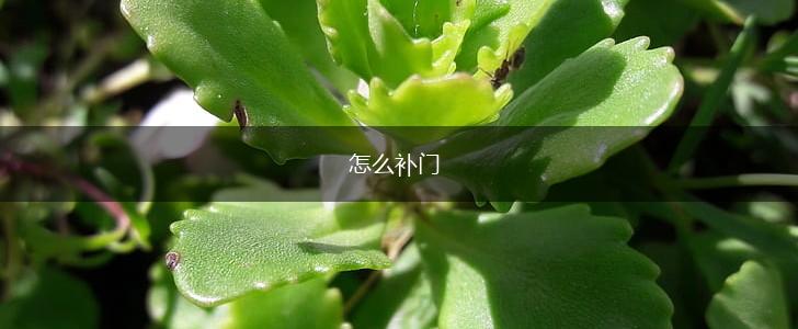 怎么补门,第1张