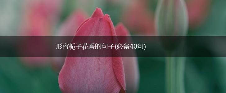 形容栀子花香的句子(必备40句),第1张