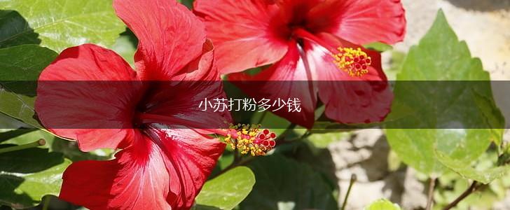 小苏打粉多少钱,第1张