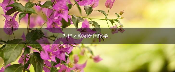 怎样才能到英国留学,第1张
