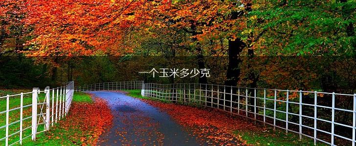 一个玉米多少克,第1张