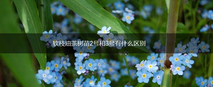 软枝油茶树苗2号和3号有什么区别,第1张