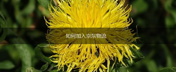 如何加入京东物流,第1张